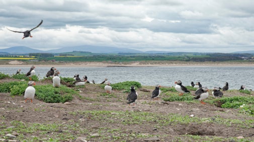 Puffins on the clifftops on the Farne Islands, Northumberland